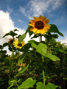 Saulespuķes sveicina