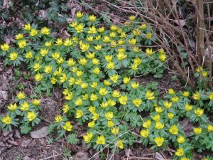 Puķītes šeit zied jau no februāra vidus