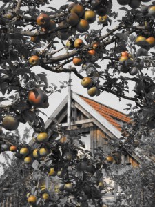 Āboli pamazām sārtojas